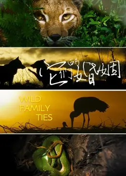《它们的婚姻》：国产剧的“遮羞布”？婚姻的真相，真的这么不堪吗？