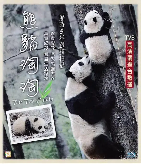《熊猫淘淘》：萌化你的心！这不仅是动画片，更是关于爱与成长的《地球之极·侣行》！